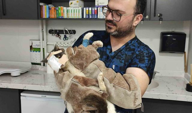 Keşan'da yüzündeki tümör alınan kedinin yüzüne canlı deri flebi taşındı