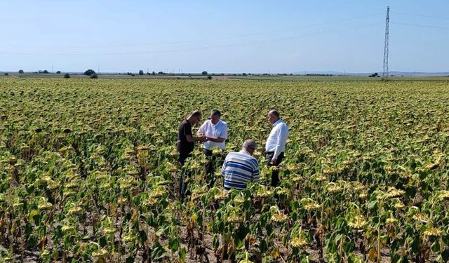 Kırklareli'nde yerli ve milli ayçiçeği tohumu ile anıza doğrudan ekim yöntemi denendi