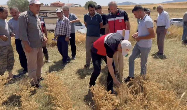 Kütahya'da 18 farklı nohut çeşidi aynı tarlada tanıtıldı