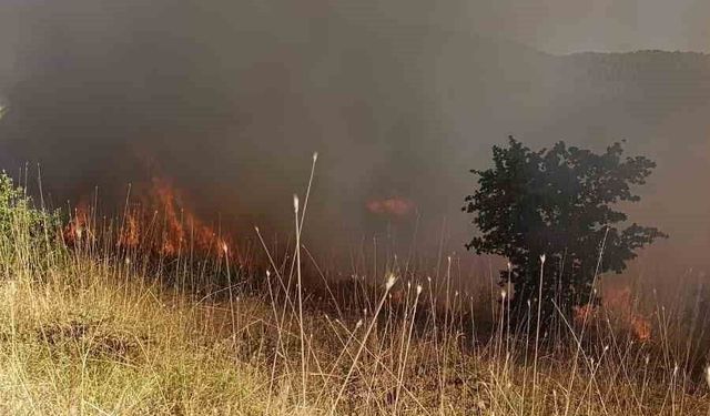 Muş'ta ormanlık alanda çıkan yangın kontrol altına alındı