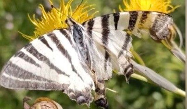 Osmaniye'de zebra kırlangıç kuyruklu kelebek görüntülendi