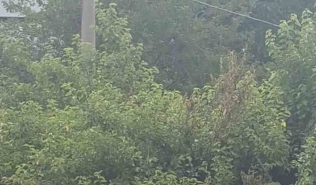 Safranbolu'da karganın 'Allah' diye ses çıkardığı anlar kameraya yansıdı