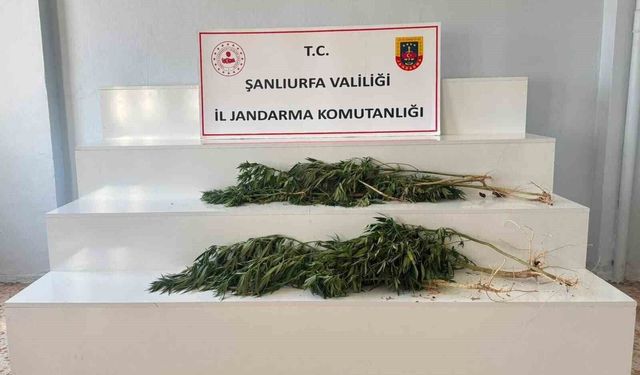 Şanlıurfa'da uyuşturucu operasyonu: 2 gözaltı