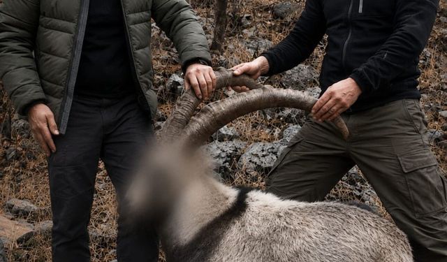 Siirt'te koruma altındaki 5 yaban keçisini avlayanlara ceza