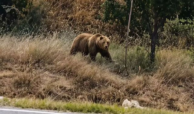Subaşı beldesinde bozayı paniği