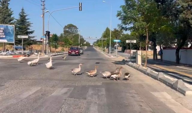 Sürücüleri gülümseten anlar: Kazlar trafiği durdurdu