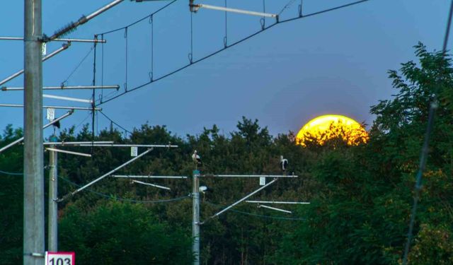 TCDD'den göçmen kuşlar için kapsamlı çalışma