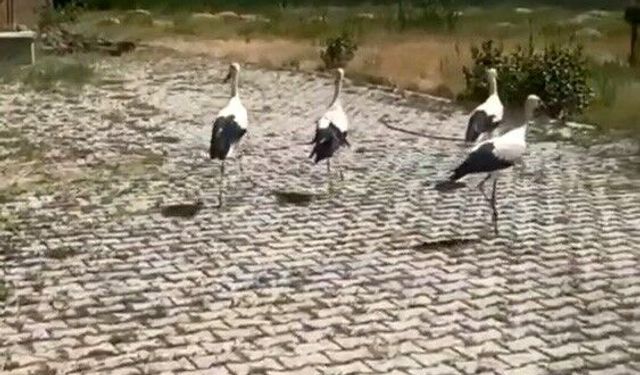Tedavisi yapılan leylekler doğaya bırakıldı