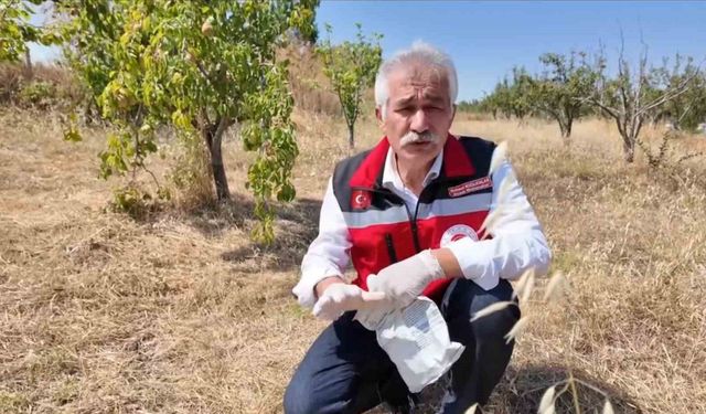 Tekirdağ'da çiftçiye tarla faresine karşı zamanında mücadele çağrısı
