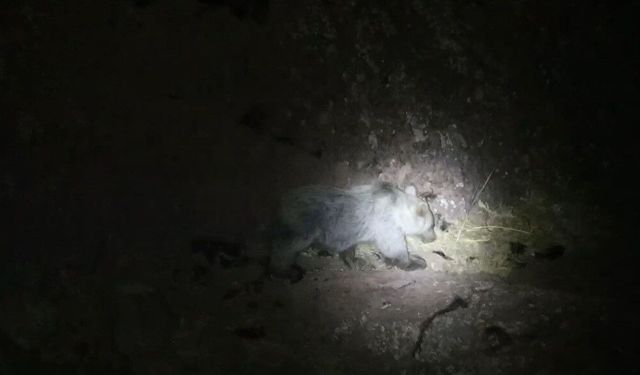 Tunceli'de gece kamerasında domuz ve ayı aynı anda görüntülendi