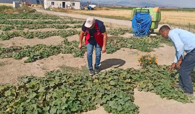 Ürün verim ve rekolte tahmin çalışmaları sürüyor