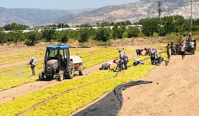Üzüm üreticilerinin sorunlarını Cumhurbaşkanlığına aktarıldı