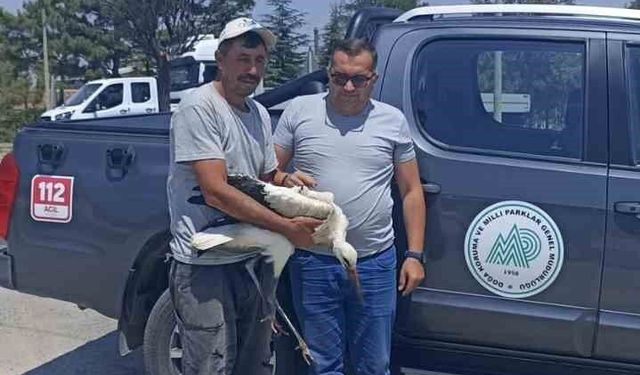 Yaralı leylek koruma altına alındı