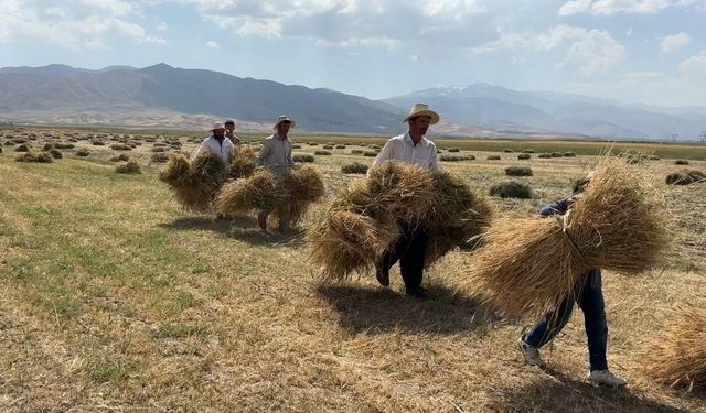 Yüksekova'da kavurucu sıcağa rağmen buğday hasadı mesaisi sürüyor