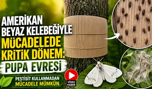 Amerikan Beyaz Kelebeğine Karşı Kritik Pupa Uyarısı