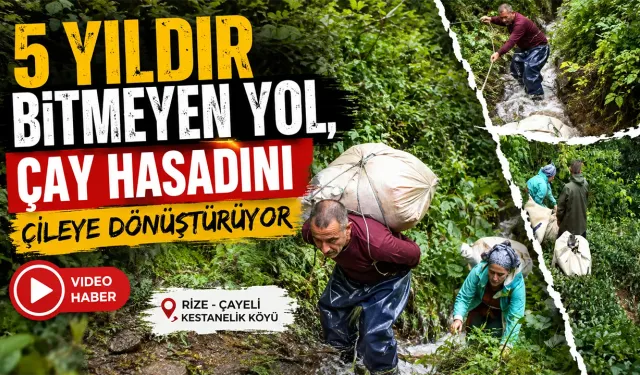 Yolu bitmedi, üreticinin çay bezleri ile “Yirmak” çilesi sürüyor