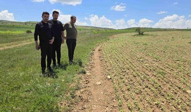 Gümüşhane’de Karabuğday İçin Yeni Kalkınma Hamlesi