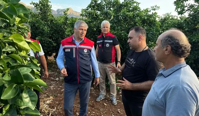 Adana'da dolu vuran tarım arazilerinde incelemeler başladı