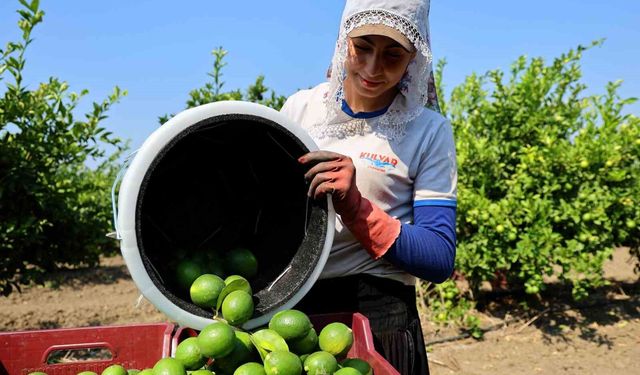 Adana'da limon hasadı başladı: Bahçede kilogramı 6-12 lira