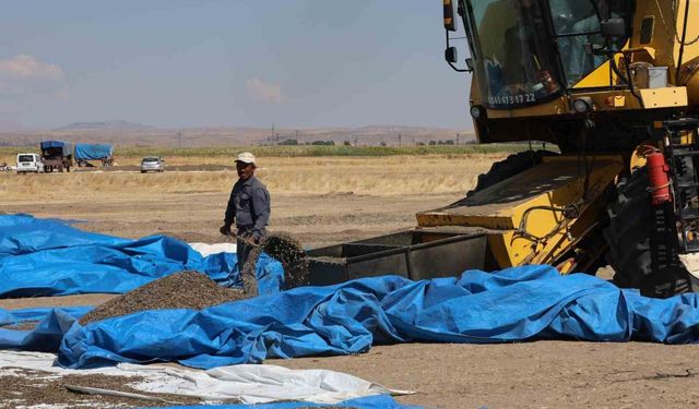 Aksaray'da ayçiçeği hasadı başladı