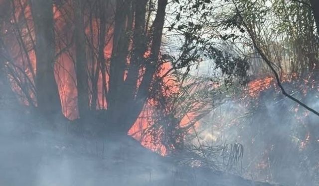 Antakya'da ağaçlık ve otluk alan yangını büyümeden söndürüldü