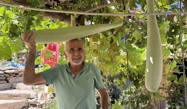 Antalya'da 96 santimetrelik su kabağı şaşkınlığı: Deneme amaçlı ekti, boyu 1 metreye dayandı