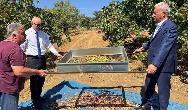 Araban'da Antep fıstığı hasadı başladı