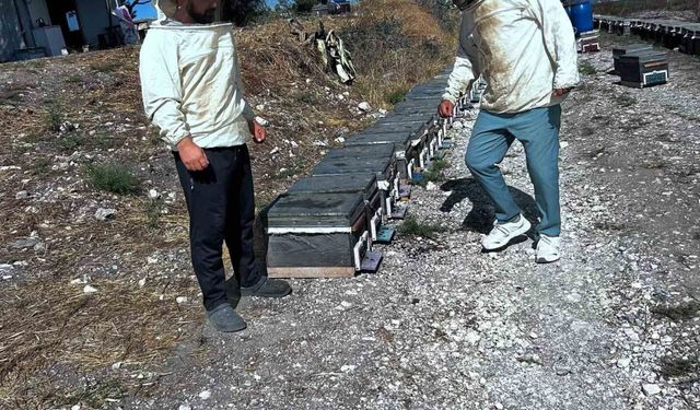 Arıcılığın geliştirilmesi için saha çalışmaları sürüyor