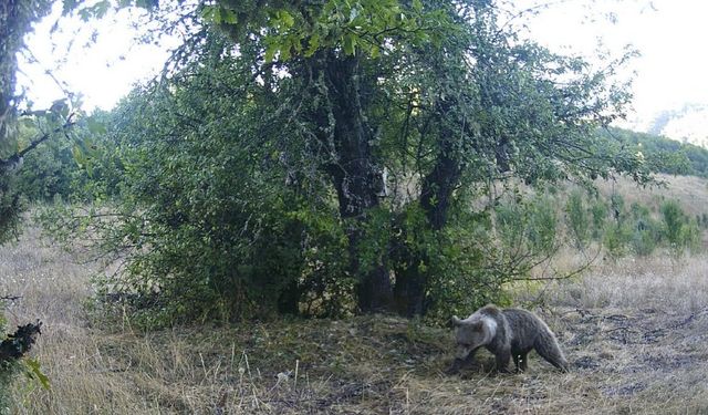 Armut ağacına çıkarak karınlarını doyuran ayılar kamerada