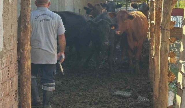 Aydıntepe'de 2026 sonbahar dönemi şap aşılama kampanyası başladı