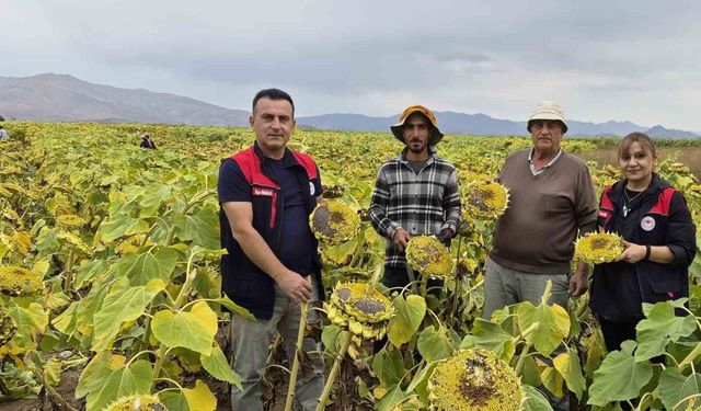 Aydıntepe'de ayçiçeği hasadı başladı