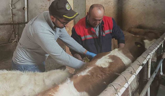 Aydıntepe'de büyükbaş hayvanlara şap aşılaması sürüyor