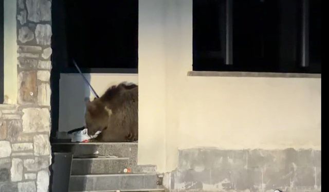 Ayı avluya girdi, vatandaş araçta mahsur kaldı: Sarıkamış'ta 'kim önce çıkacak' bekleyişi