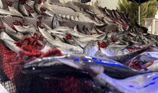 Balıkçı Baran Eğer: 'Kıymanın kilosu bin, palamudun tanesi 130 TL'