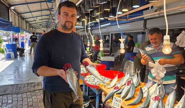 Bandırma'da balık tezgâhlarında palamut bereketi