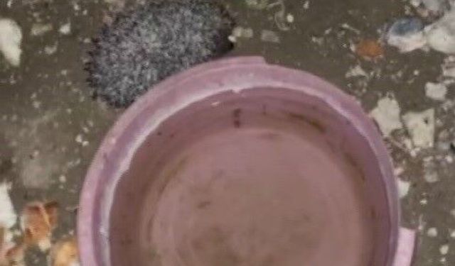 Bayburt'ta tavuklara bırakılan suya önce tilki şimdi de kirpi dadandı