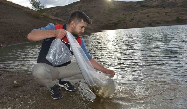 Bayburt'taki göletlere 150 bin sazan yavrusu bırakıldı