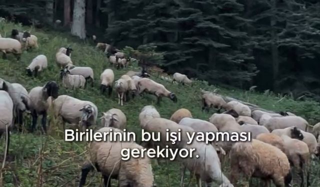 Belediye Başkanı Bozkurt'tan hayvan yetiştiriciliğine destek