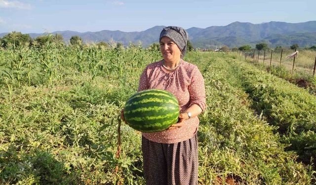 Beyağaç'ta ata tohumundan gelen bereket