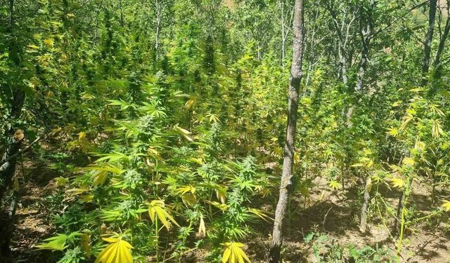 Bingöl'de 19 bin kök kenevir ele geçirildi