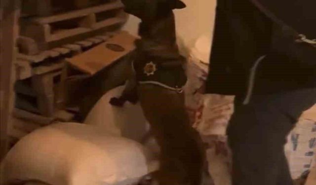 Bingöl'de uyuşturucu taciri tutuklandı