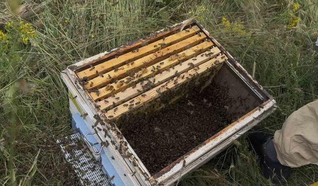 Binlerce arıyı meyve gibi kovan kapağına topladı
