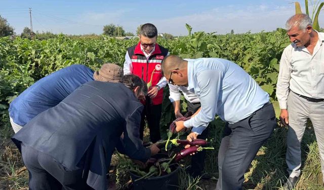 Birecik'te Kelaynak, Patlıcan ve Fıstık Festivali hasatla başladı