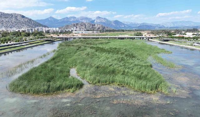 Boğaçayı'nda tartışılan görüntüye uzmanlardan 'Kirlilik değil, yaşam alanı' açıklaması
