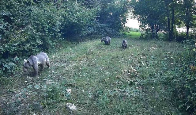 Bolu ormanlarında yaban hayvanları fotokapanlara yansıdı
