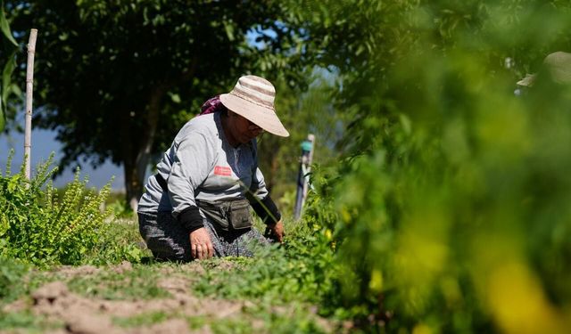 Bolu'da asırlık ata tohumlarında hasat mesaisi başladı