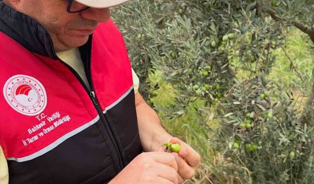 Burhaniye de zeytin bahçelerine hasat öncesi yoğun kontrol