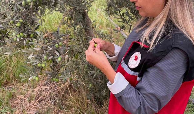 Burhaniye'de zeytin bahçelerinde zeytin sineği kontrolleri artırıldı