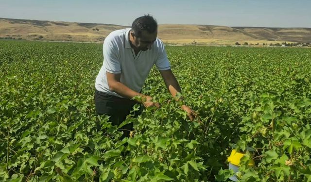 Cizre'de pamuk tarlalarında biyoteknik mücadele nöbeti