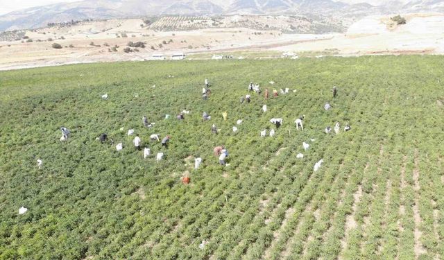 Coğrafi işaret tescilli Maraş biberinde hasat dönemi